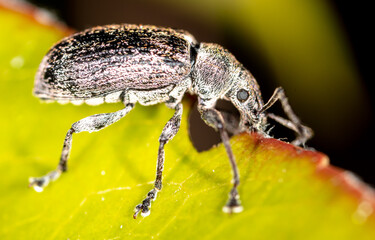 Close-up of a beetle on a plant