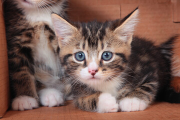 Tabby kittens in a cardboard box