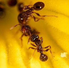 Closeup of an ant on a yellow flower on nature.
