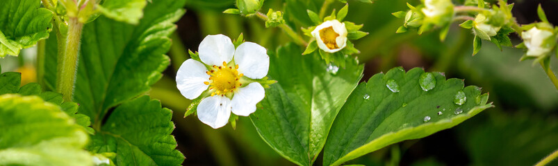 Obraz premium Flower on a strawberry in nature.