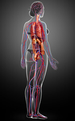 3d rendered medically accurate illustration of female Internal organs and circulatory system