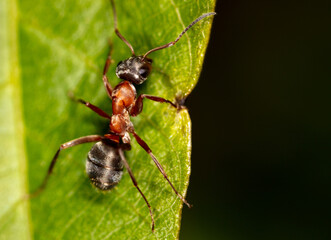 Closeup of an ant on a leaf on nature.