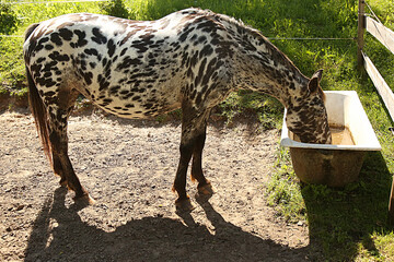 Horse in the paddock