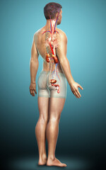 3d rendered, medically accurate illustration of the kidneys