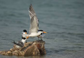 Greater Crested Terns fighting for space, Bahrain