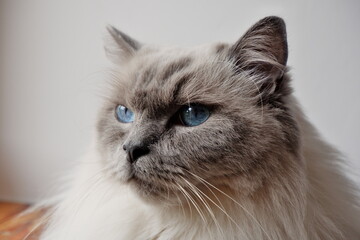 Niebieskooki Ragdoll © Maciej
