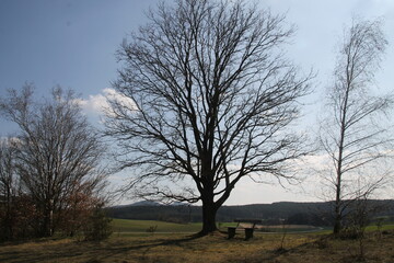 Fototapeta na wymiar ein einsamer Baum 