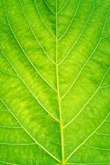 Naklejka na ściany i meble Green leaf veined macro shot