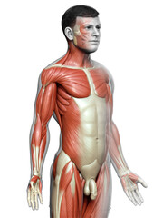 3d rendered medically accurate illustration of a male muscle system