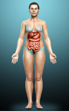 3d rendered medically accurate illustration of female Digestive System