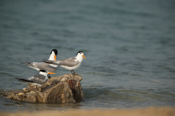 Greater Crested Terns perched on rock, Bahrain