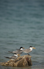 Greater Crested Terns perched on a rock