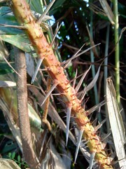 Salak tree (also known Salacca zalacca and snake fruit) with a natural background
