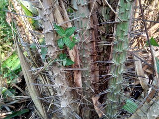 Salak tree (also known Salacca zalacca and snake fruit) with a natural background