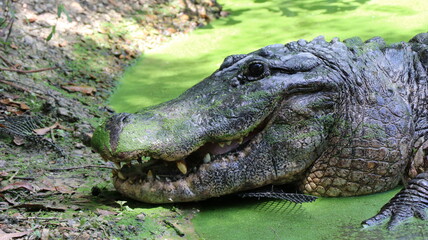 Alligator in its normal habits