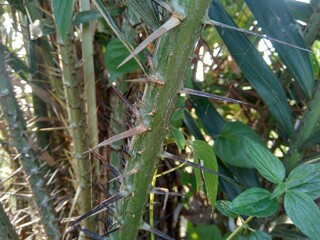 Salak tree (also known Salacca zalacca and snake fruit) with a natural background