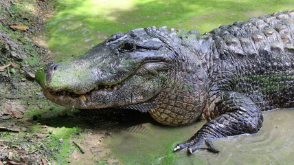 Alligator in its normal habits