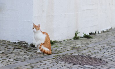 White and orange striped cat sitting by a white building while lifting its paw