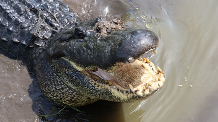 Alligator in its normal habits