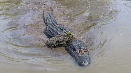 Alligator in its normal habits