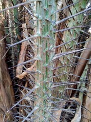 Salak tree (also known Salacca zalacca and snake fruit) with a natural background