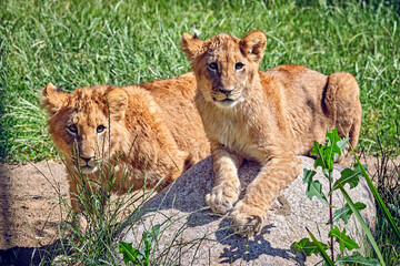 Löwe ( Panthera leo )