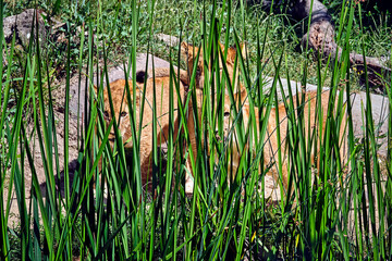 Löwe ( Panthera leo )