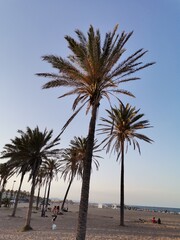 palm trees on the beach sand