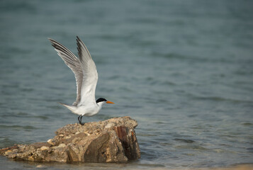 Greater Crested Tern takeoff, Bahrain