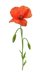 Red wild poppy flower with buds and leaves isolated on white background