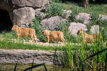 Löwe ( Panthera leo )