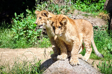 Löwe ( Panthera leo )