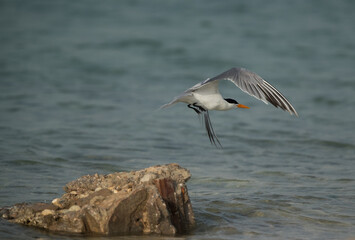 Greater Crested Tern taking flight, Bahrain