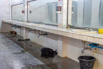 Public washroom with resting dogs on wet floor under sinks, Thailand.