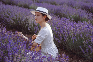 Girls in lavender field, dream purple, romantic and noble