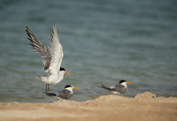 Greater Crested Terns at Busaiteen beach, Bahrain