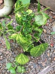 green beans in the garden