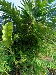 Salak tree (also known Salacca zalacca and snake fruit) with a natural background