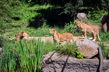 Löwe ( Panthera leo )