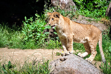 Löwe ( Panthera leo )