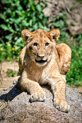 Löwe ( Panthera leo )