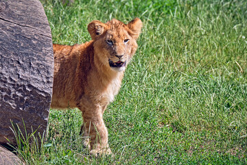 Löwe ( Panthera leo )