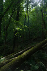 Woods In Cave Hill Park
