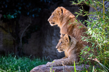 Löwe ( Panthera leo )