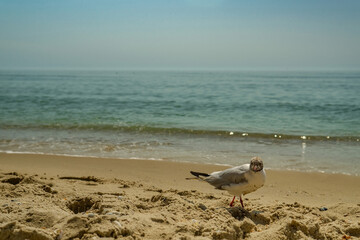 Seagull portrait against sea shore. Close up view of white bird seagull sitting by the beach. Wild seagull with natural water and sand background.