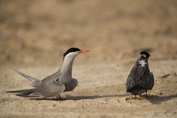 White-cheeked Terns at Busaiteen beach, Bahrain