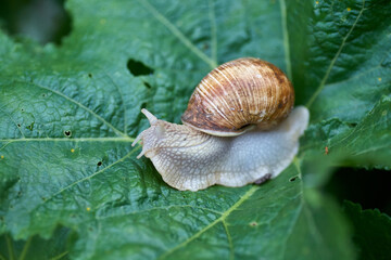 Close up small snail on green leaf in the garden