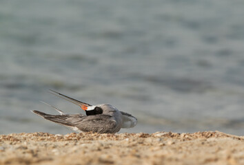 White-cheeked Tern preening at Busaiteen beach, Bahrain .