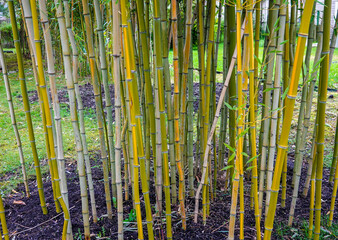 Grove of fast growing green bamboo stalks in a garden