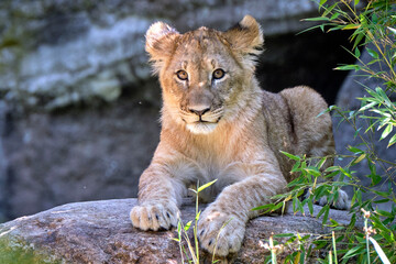 Löwe ( Panthera leo )